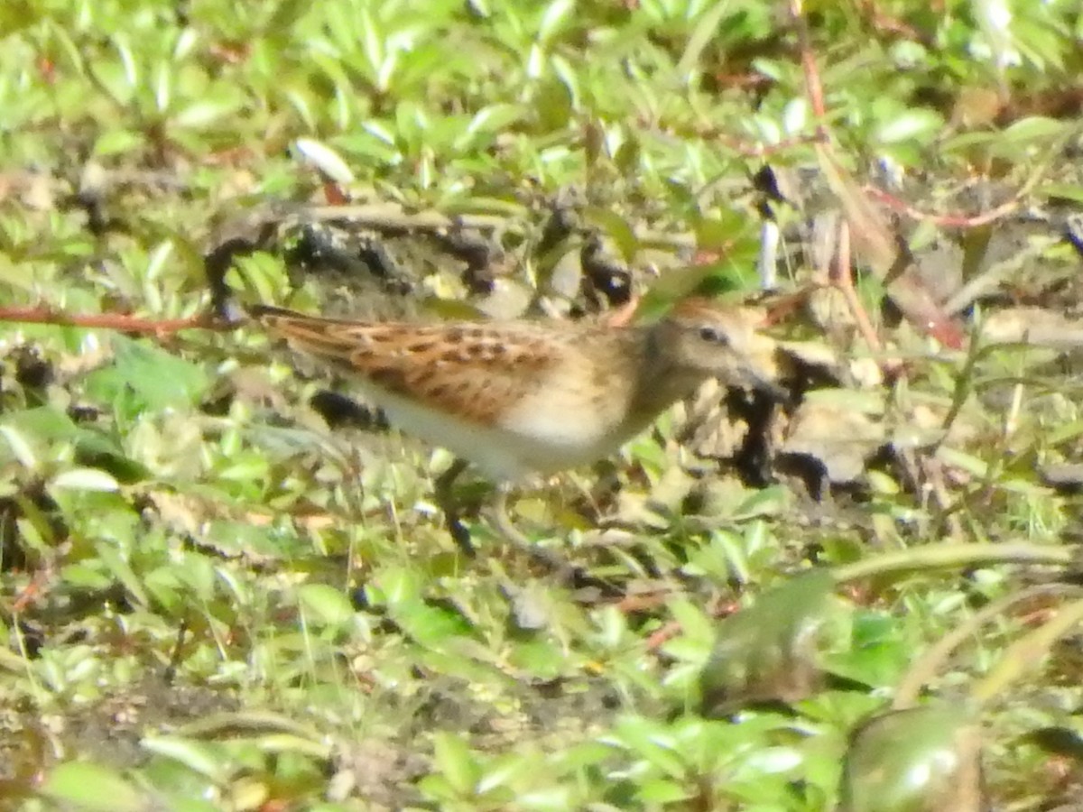 Least Sandpiper - ML641176916