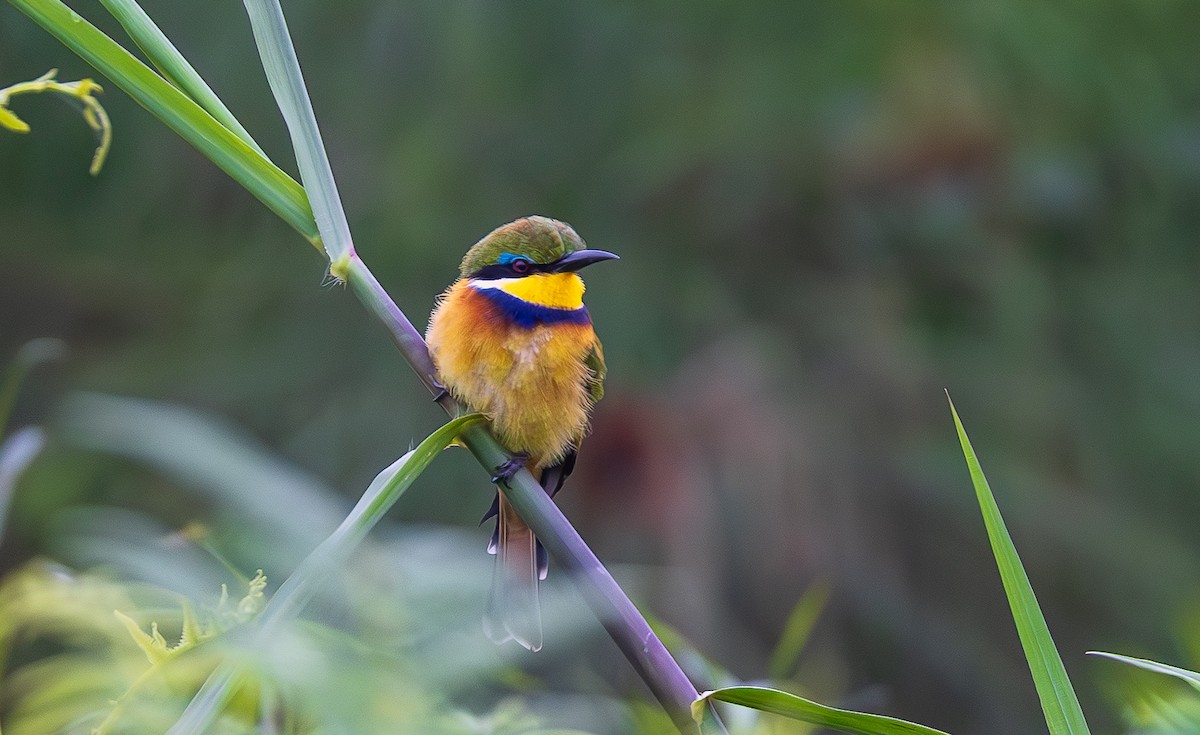 Blue-breasted Bee-eater - ML641176917