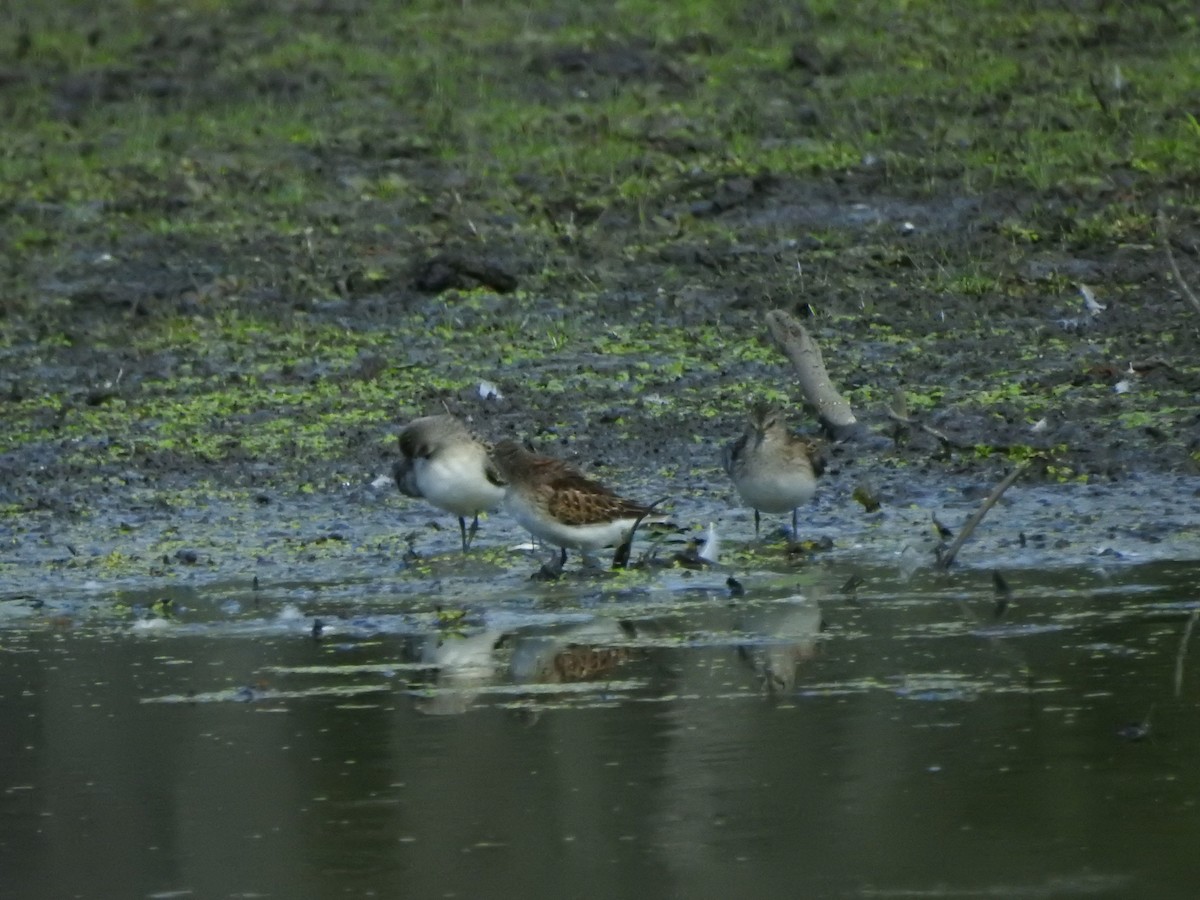 Least Sandpiper - ML641176918