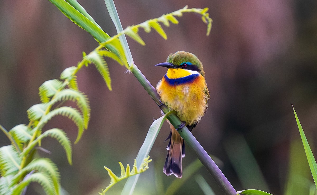 Blue-breasted Bee-eater - ML641176919