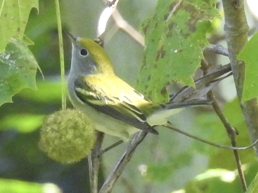 Chestnut-sided Warbler - ML641176931
