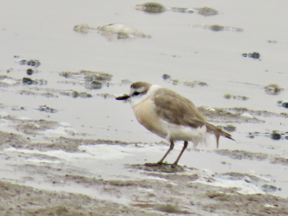 White-fronted Plover - ML641176935