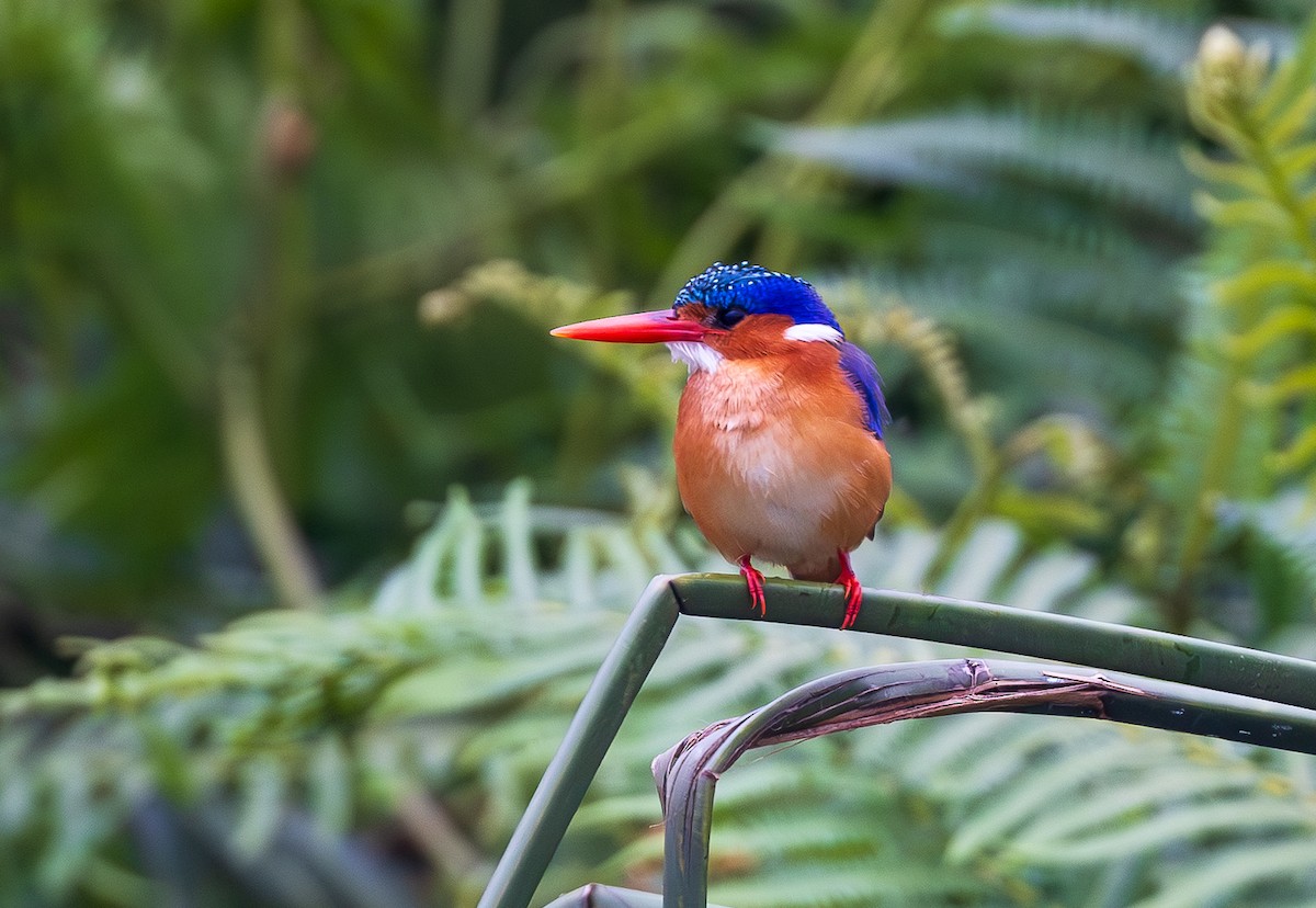 Malachite Kingfisher - ML641176939