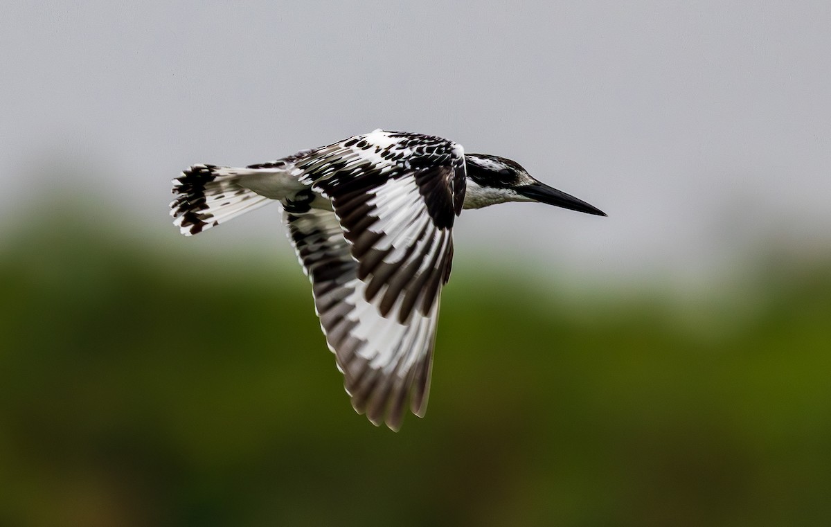Pied Kingfisher - ML641176961