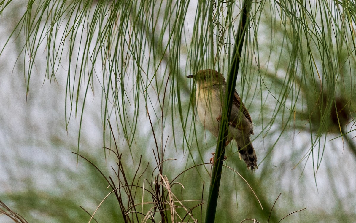 Winding Cisticola - ML641176965