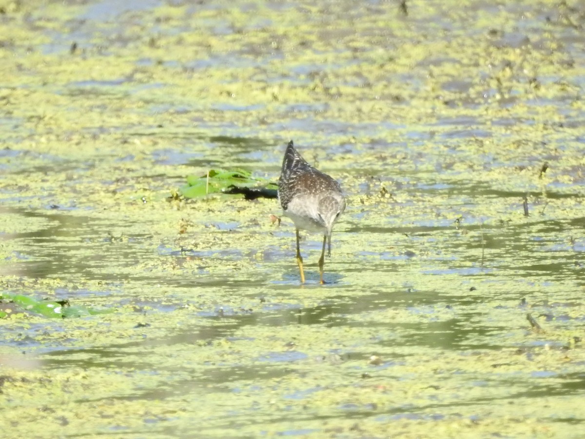 Lesser Yellowlegs - ML641176972