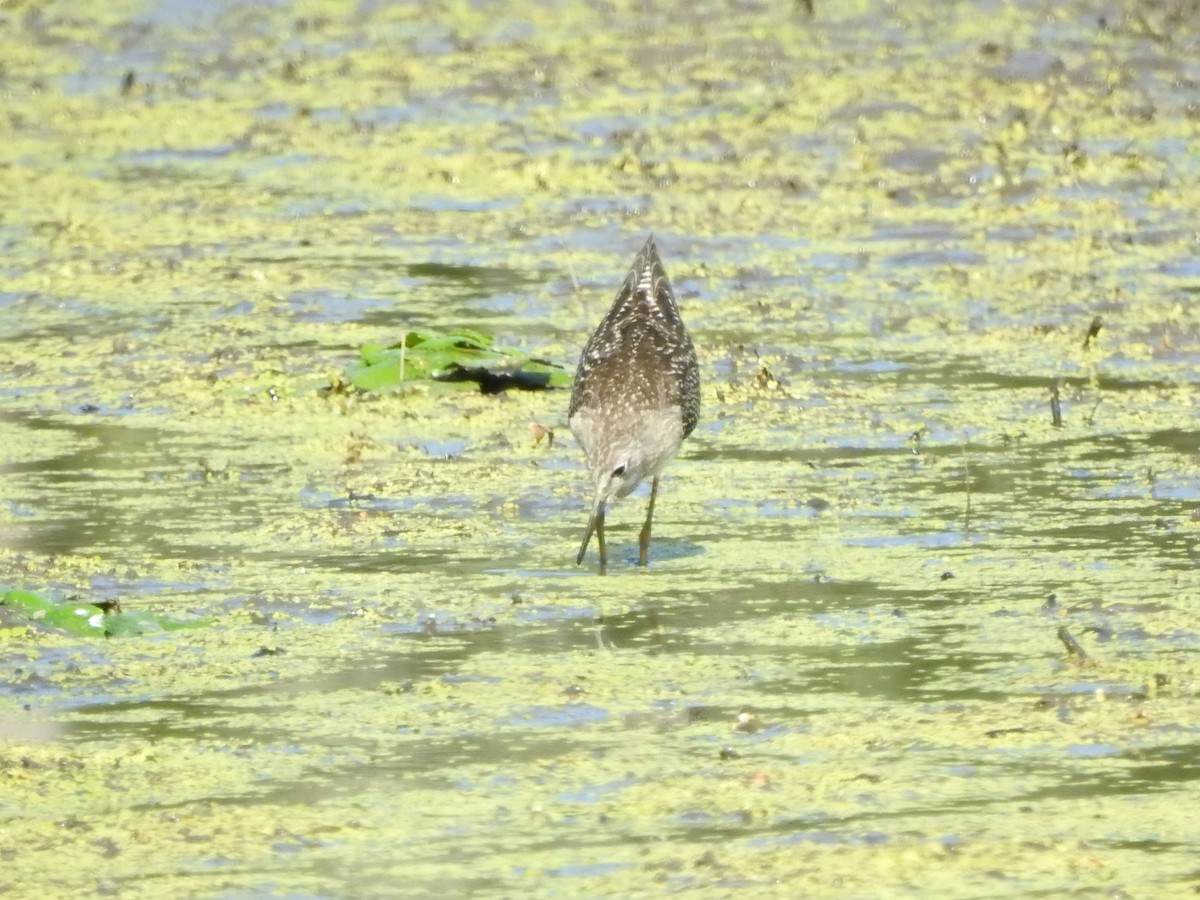 Lesser Yellowlegs - ML641176973