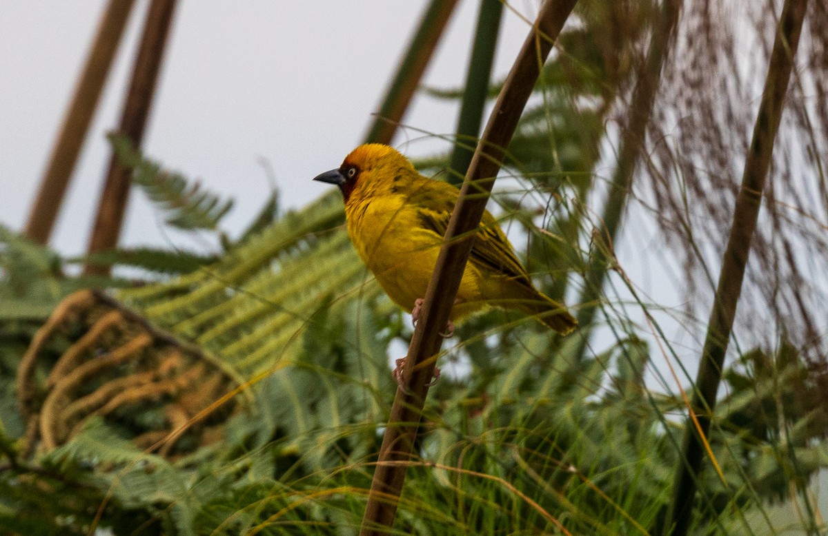 Northern Brown-throated Weaver - ML641176974