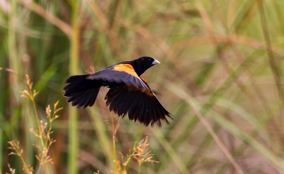 Fan-tailed Widowbird - ML641176979