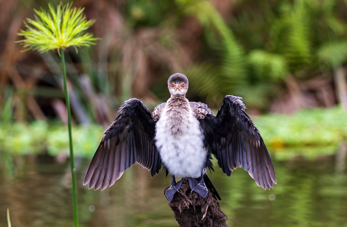 Reed Cormorant - ML641176998