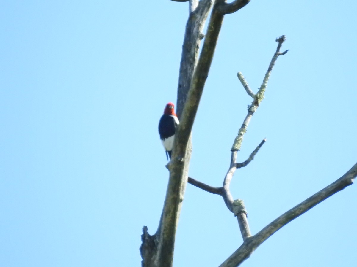 Red-headed Woodpecker - ML641177003