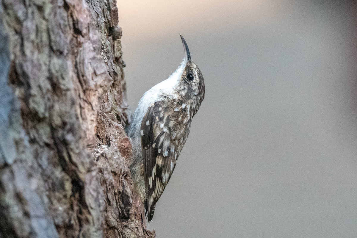 Brown Creeper - ML641177007