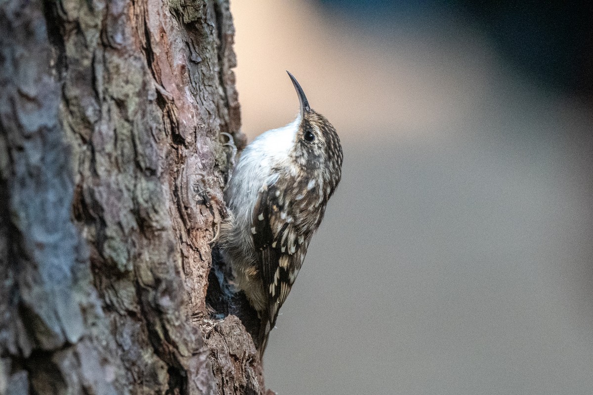 Brown Creeper - ML641177008