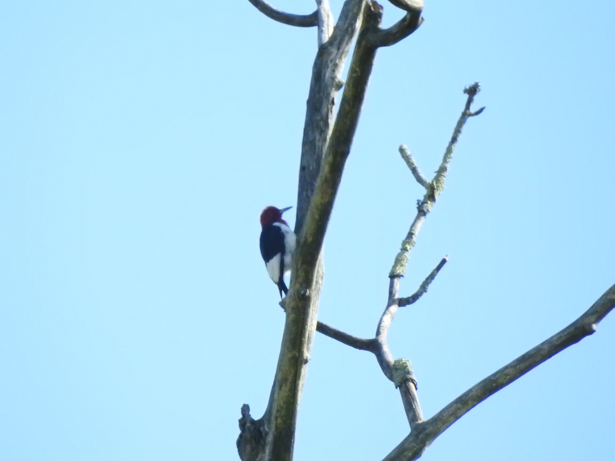 Red-headed Woodpecker - ML641177020