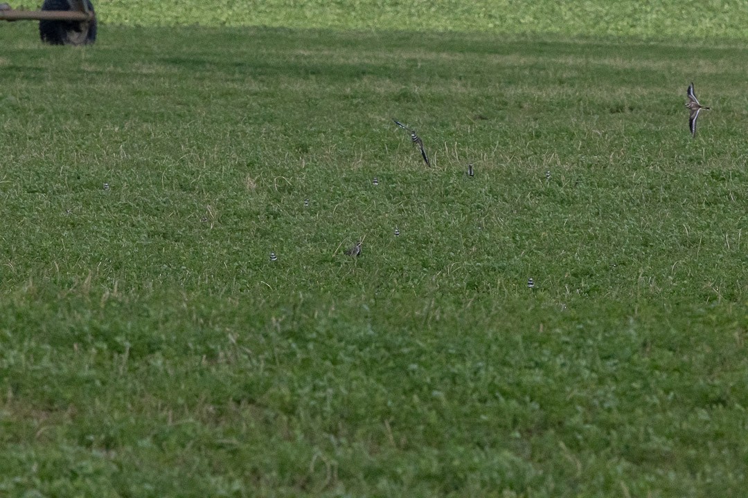 American Golden-Plover - ML641177033