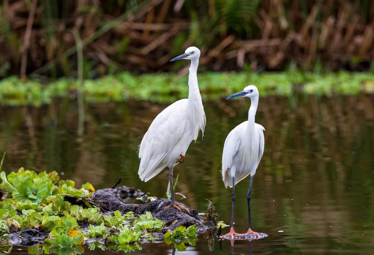 Little Egret - ML641177050
