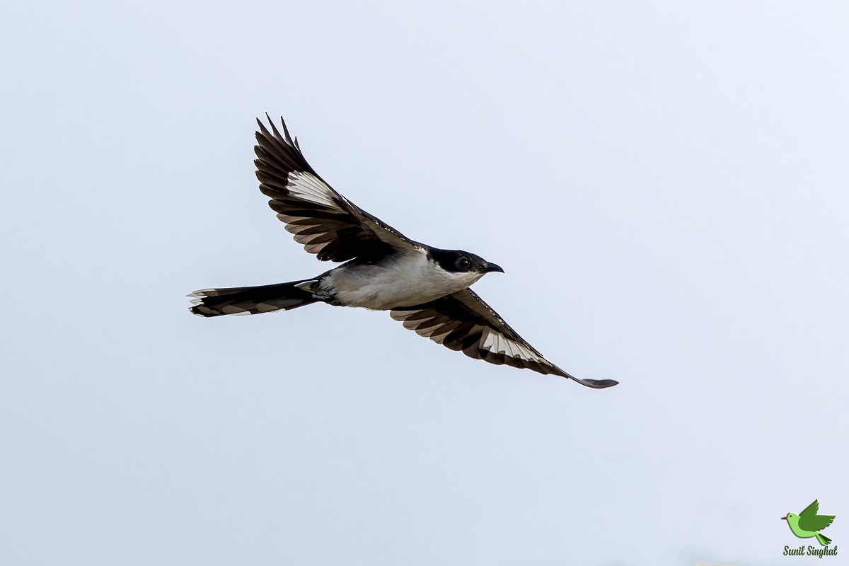 Pied Cuckoo - ML641177074