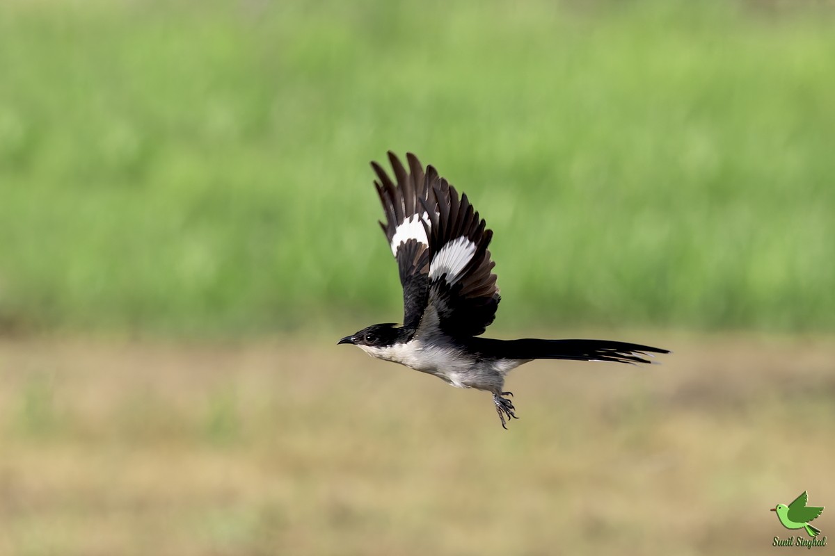 Pied Cuckoo - ML641177075
