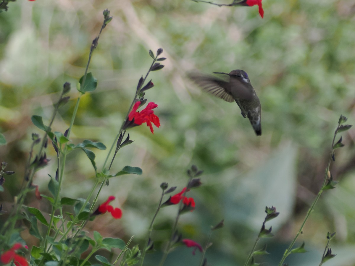 Costa's Hummingbird - ML641177081