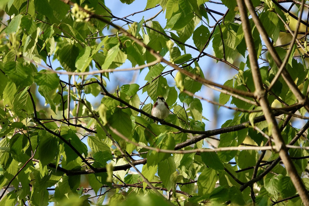 Chestnut-sided Warbler - ML641177084