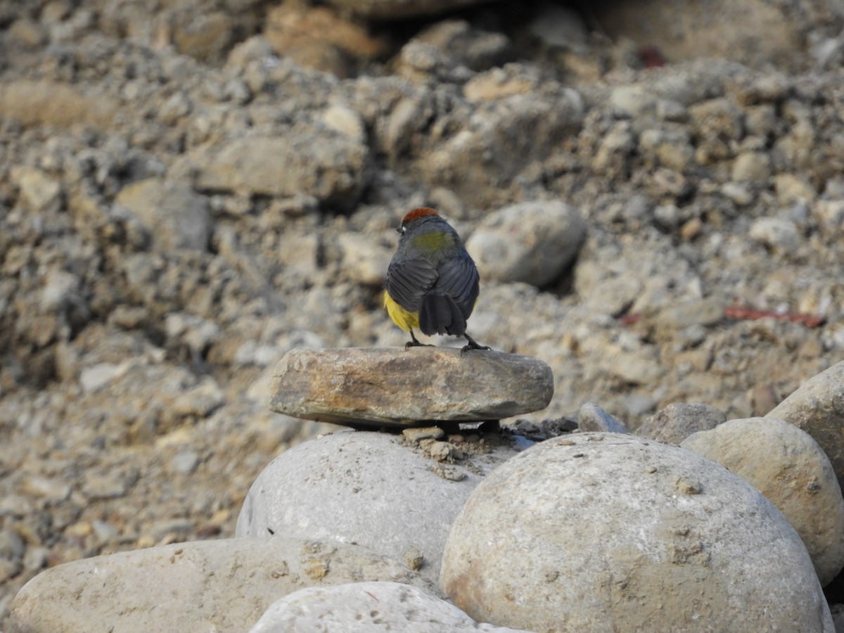 Brown-capped Redstart - ML641177100