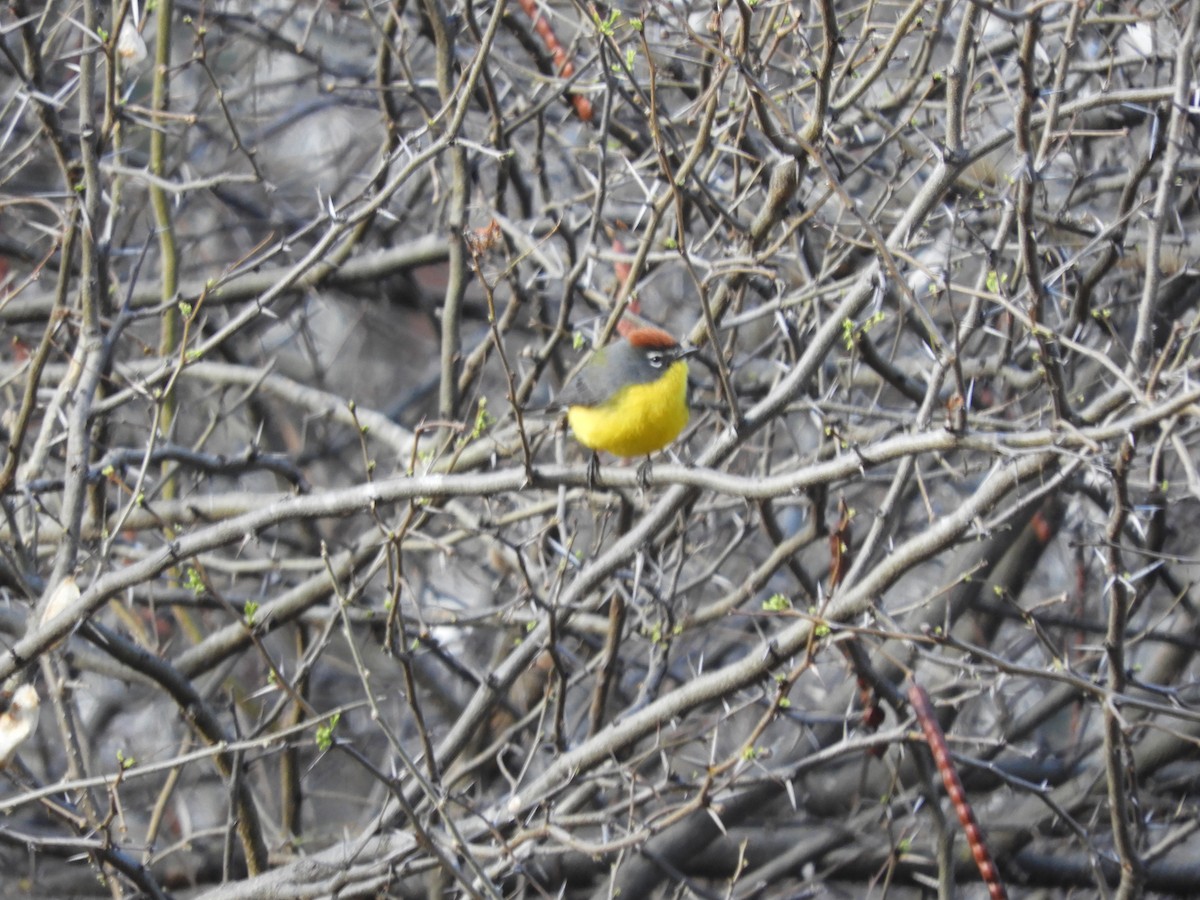Brown-capped Redstart - ML641177101