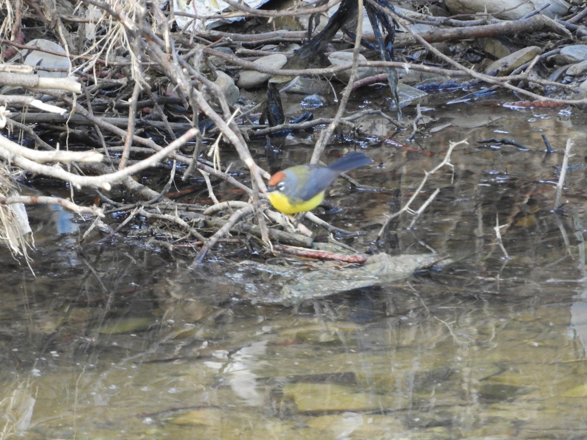 Brown-capped Redstart - ML641177102
