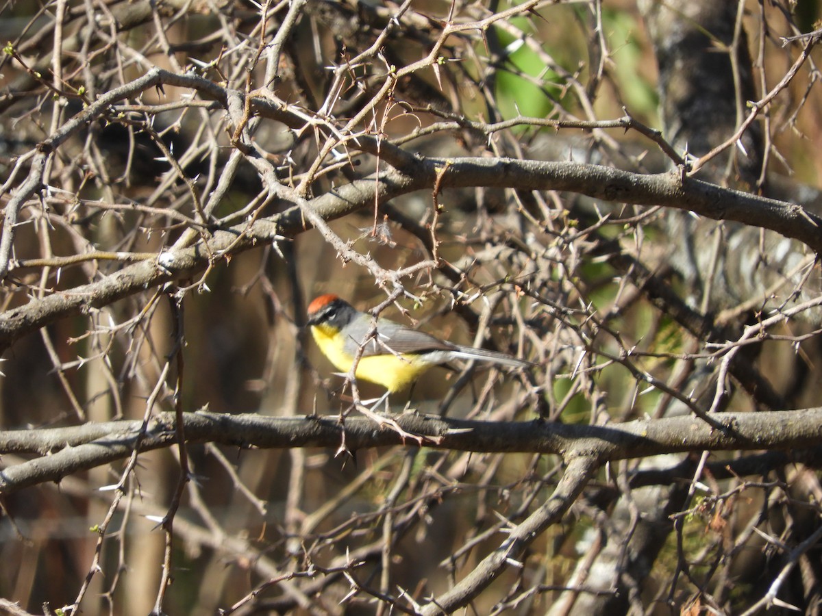 Brown-capped Redstart - ML641177103