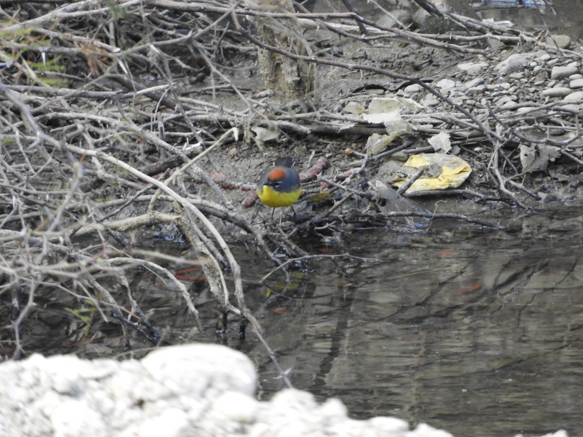 Brown-capped Redstart - ML641177104