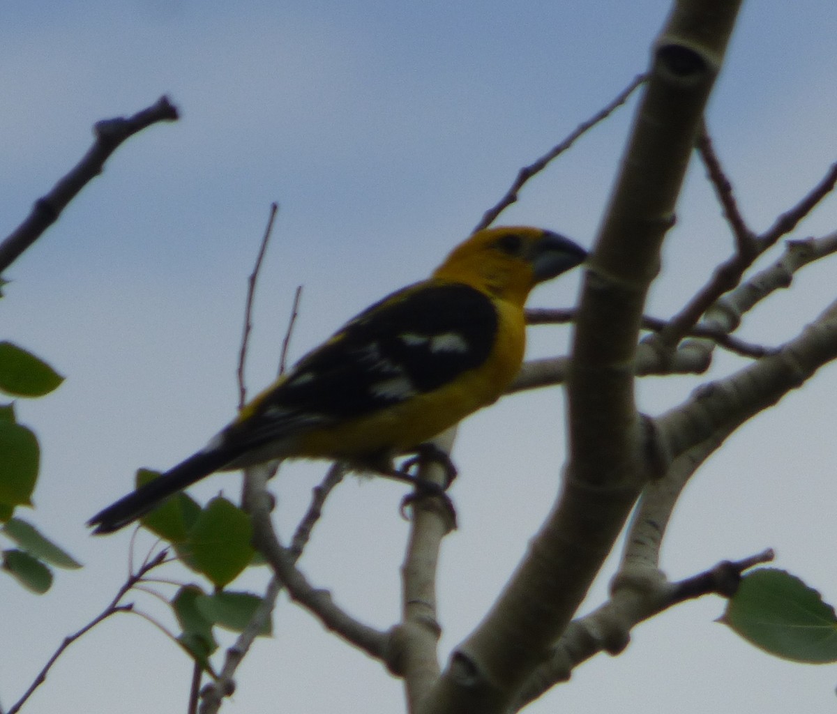 Yellow Grosbeak - ML641177169
