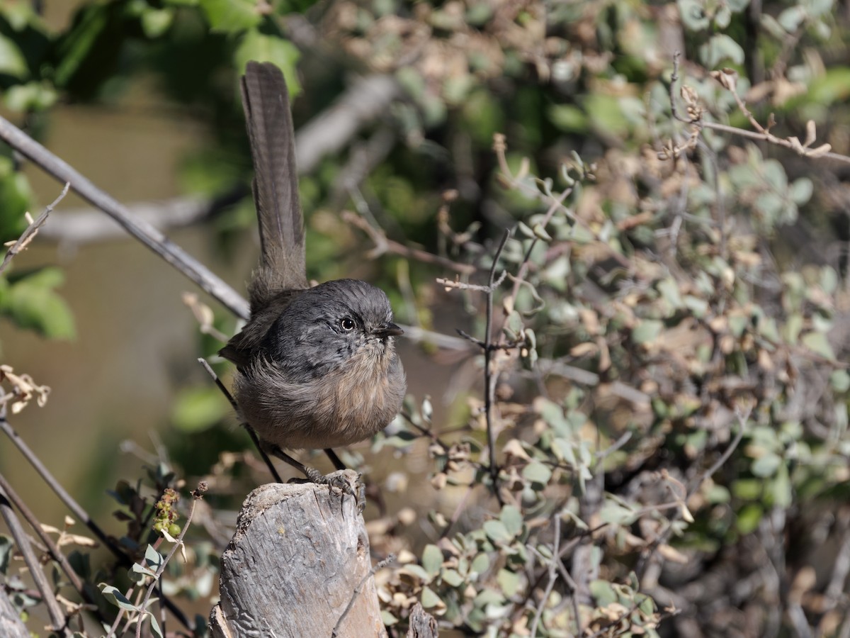 Wrentit - ML641177173