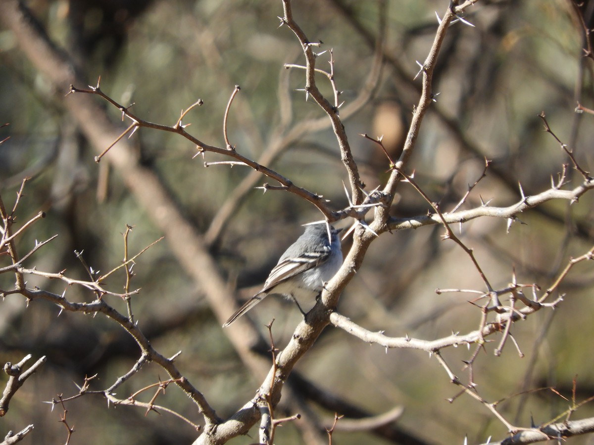 White-crested Tyrannulet (White-bellied) - ML641177174