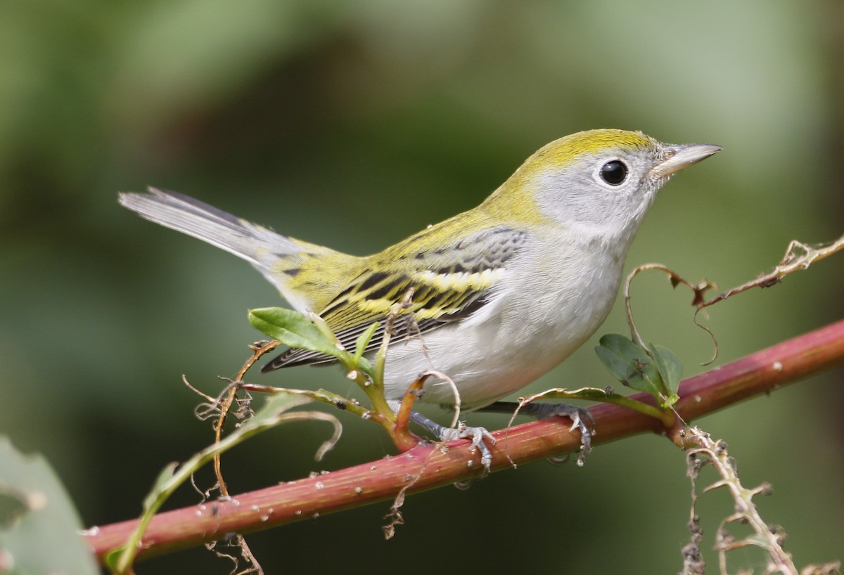 Chestnut-sided Warbler - ML641177188