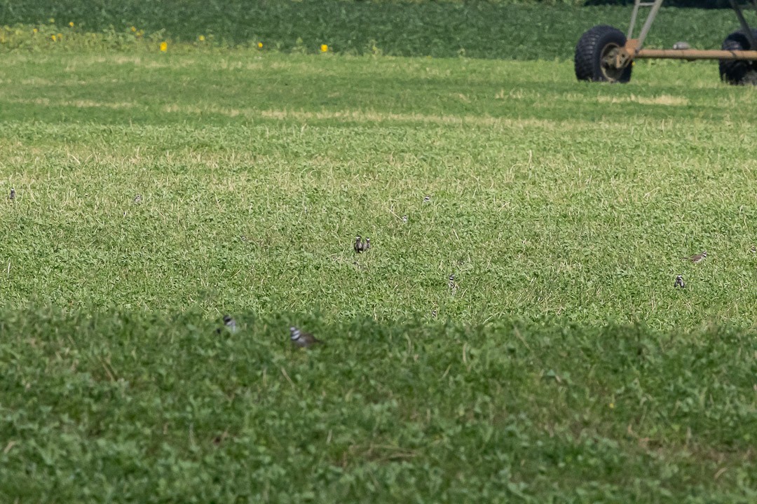 American Golden-Plover - ML641177191