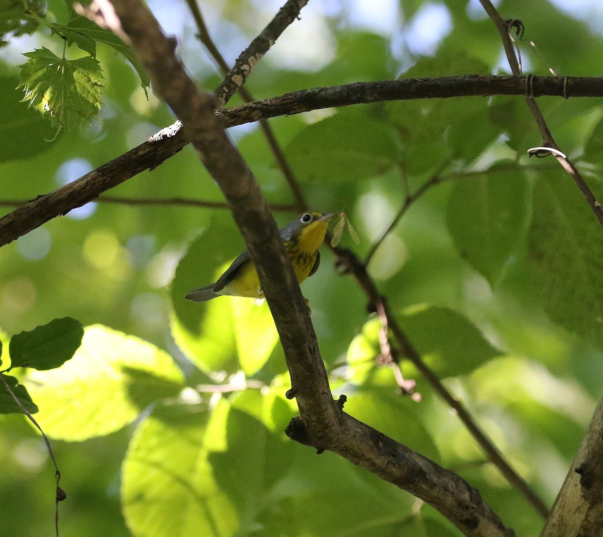 Canada Warbler - ML641177226