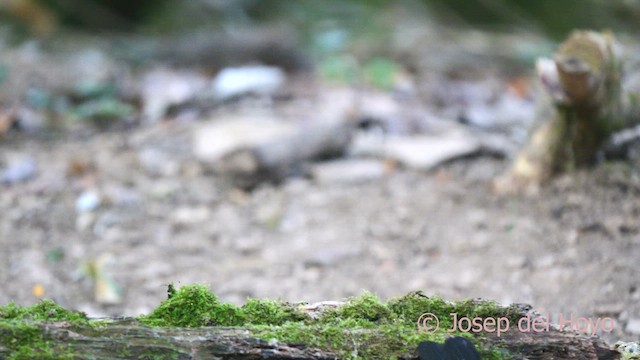 Eurasian Blackbird - ML641177236