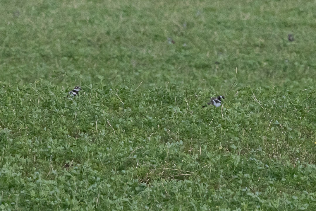 Killdeer - ML641177256