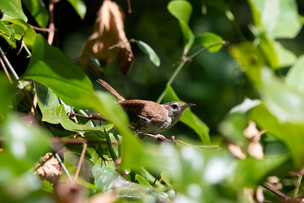 Carolina Wren - ML641177266