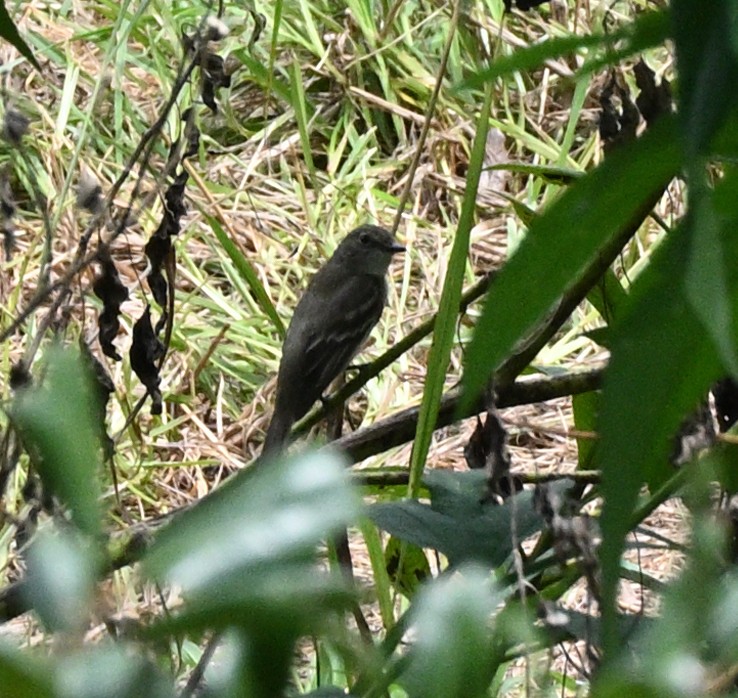 Eastern Wood-Pewee - ML641177321