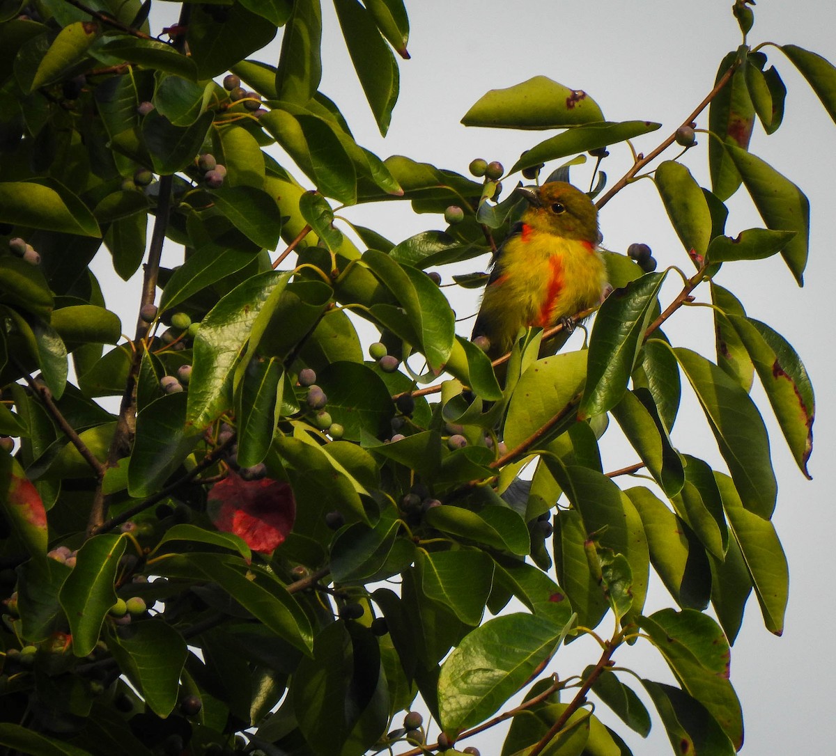 Scarlet Tanager - ML641177335