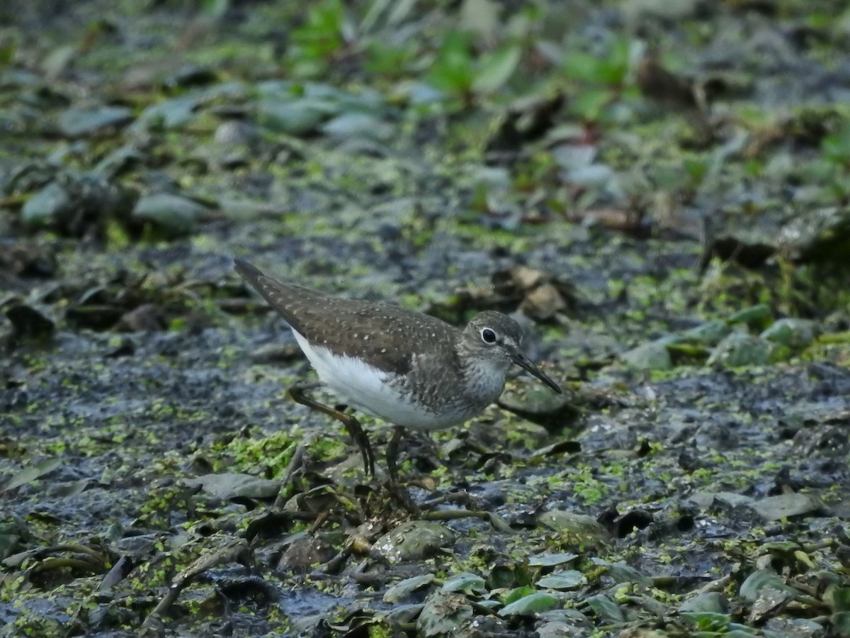Solitary Sandpiper - ML641177343
