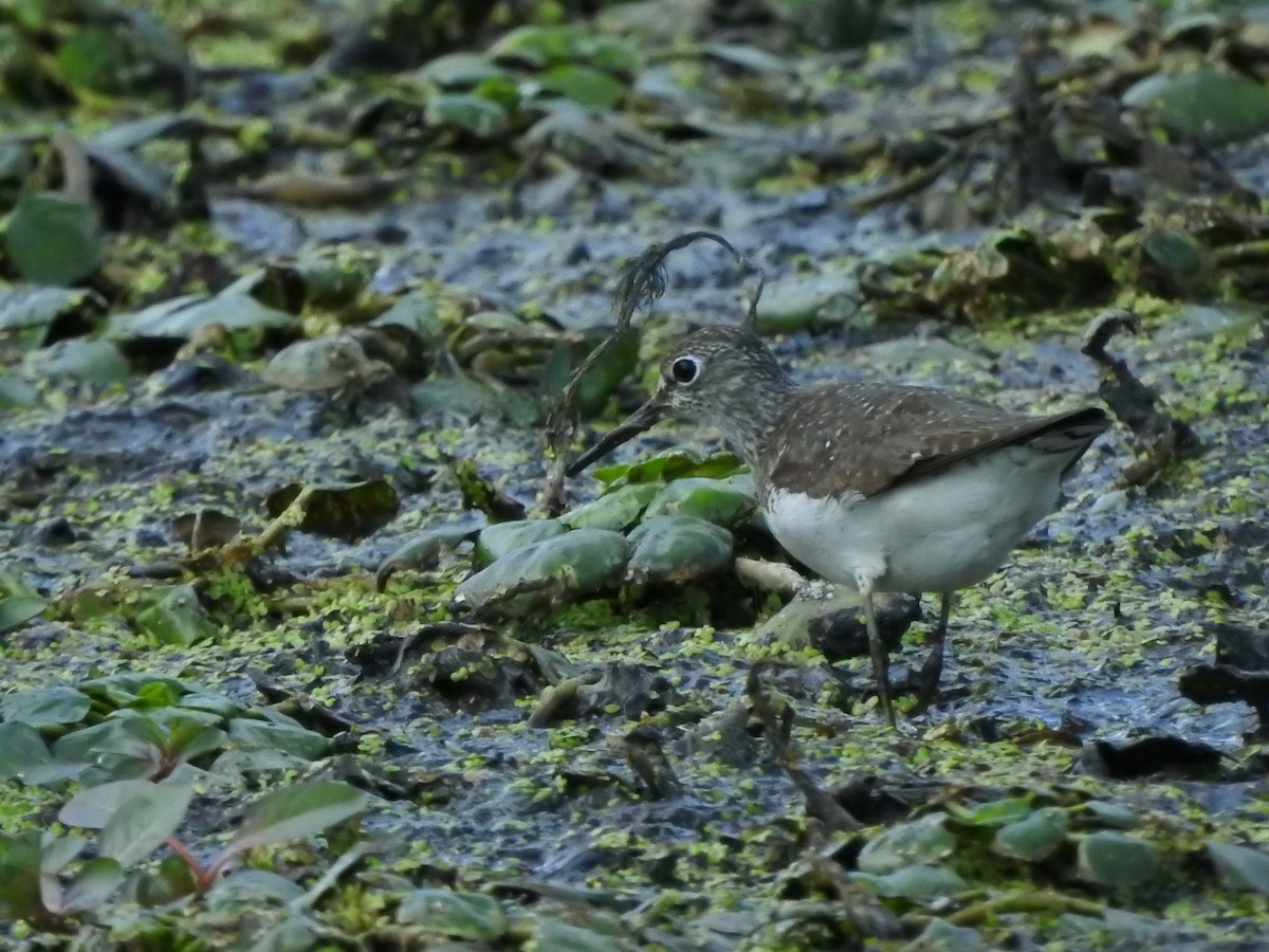 Solitary Sandpiper - ML641177351