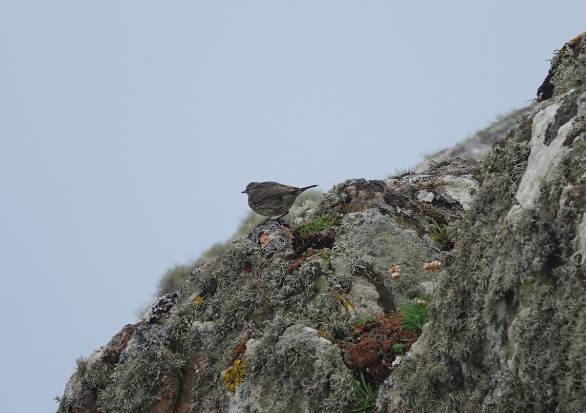 Rock Pipit - ML641177352