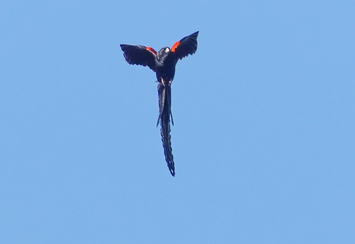 Long-tailed Widowbird - ML641177354