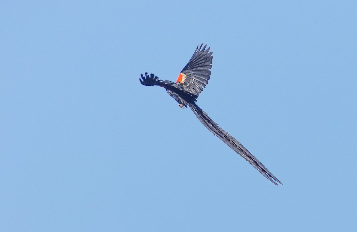 Long-tailed Widowbird - ML641177356