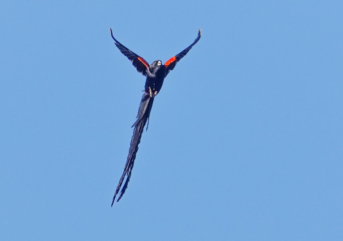 Long-tailed Widowbird - ML641177357