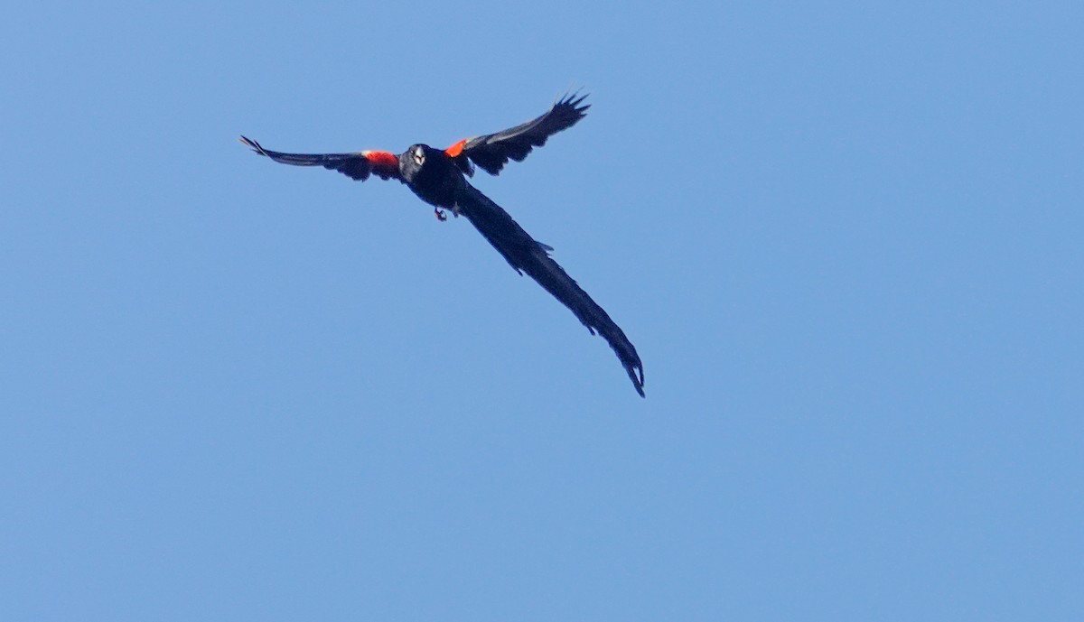 Long-tailed Widowbird - ML641177358