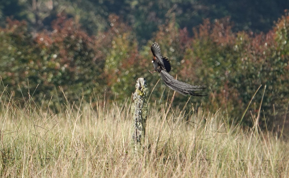 Long-tailed Widowbird - ML641177359