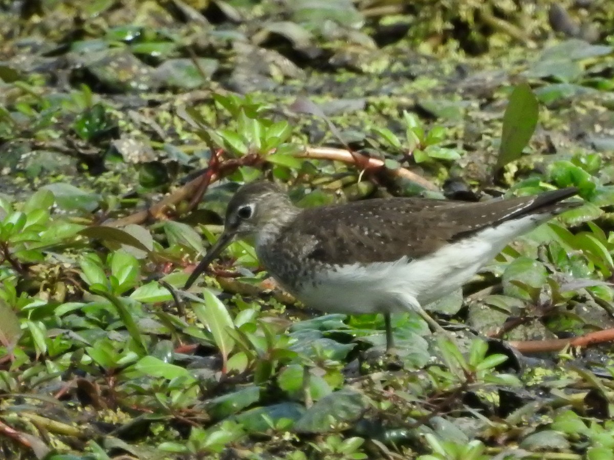 Solitary Sandpiper - ML641177361