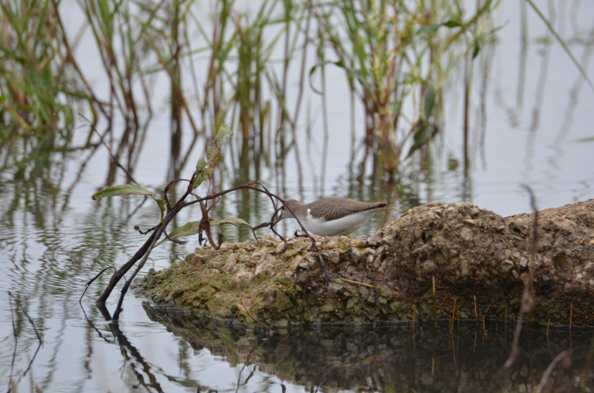flekksnipe - ML641177364